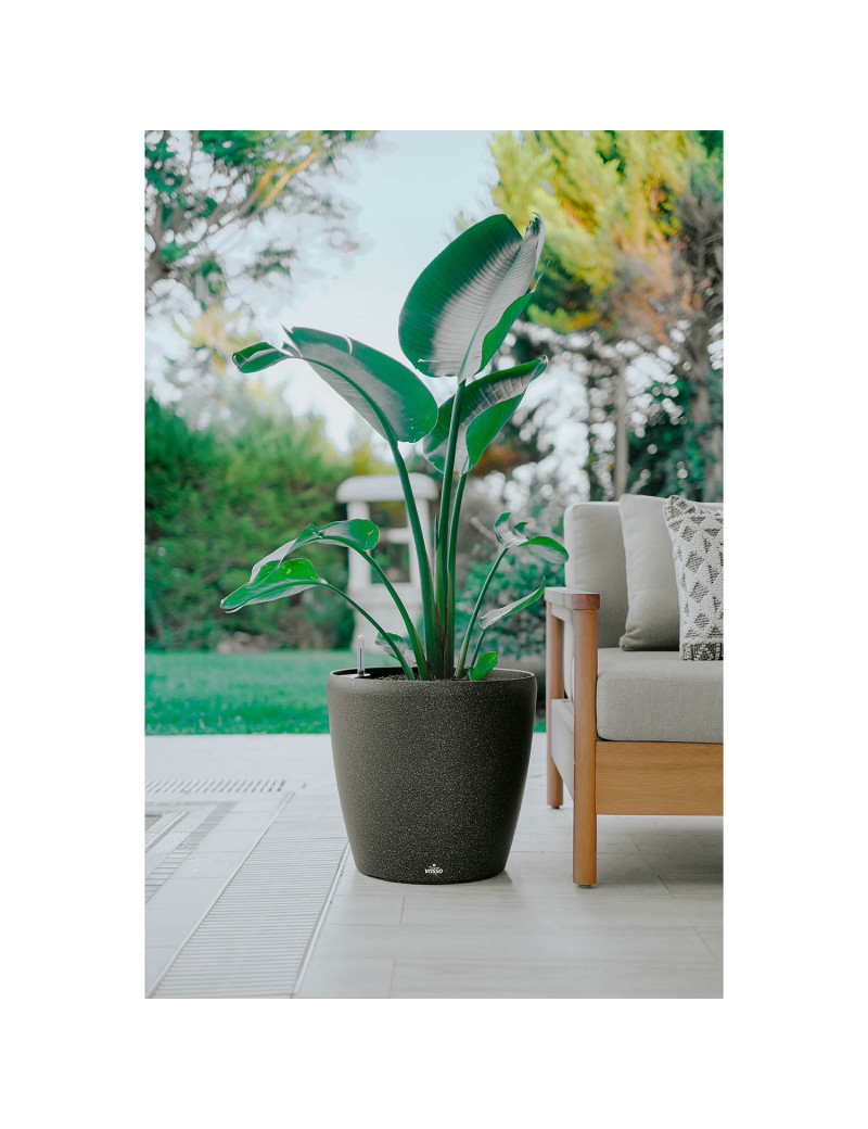 Anthea Mini